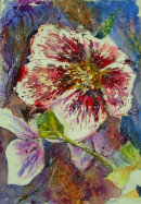 'Winter Helebore'