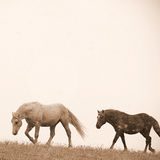 Wild mustangs on Pryor mountain