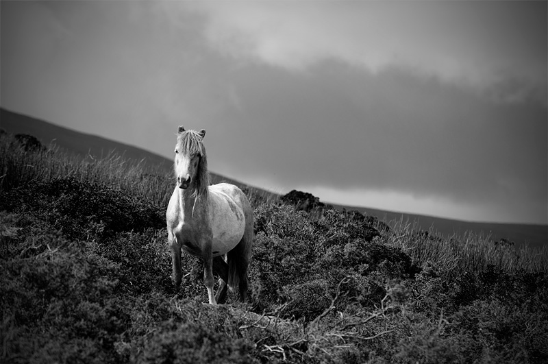 Welsh Carneddau pony