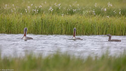 Roodhalsduiker