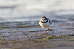 Bontbekplevier op het strand