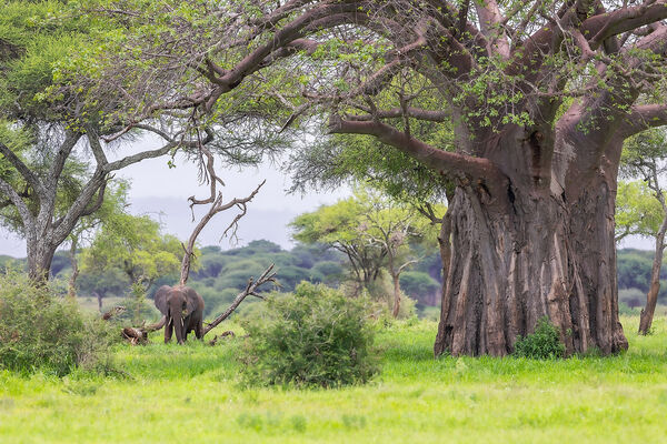 Baobab en de Olifant