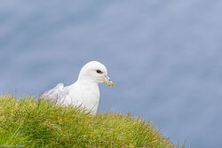 Stormvogel