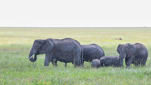 Groep off Elephants