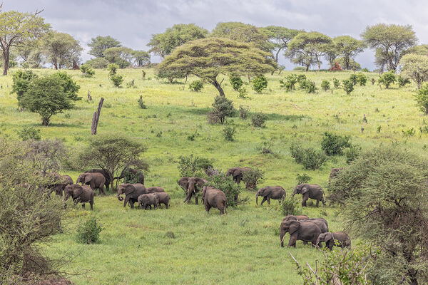 A large group of elephants