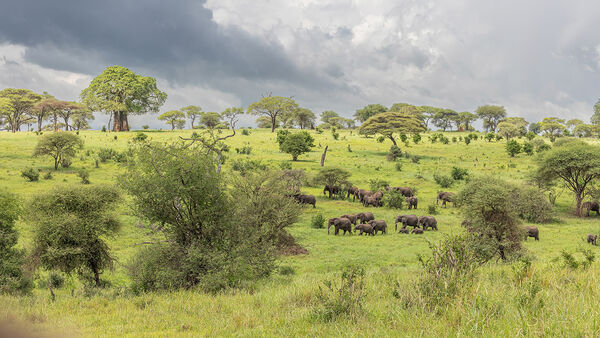 A large group of elephants