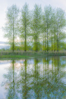 Lente groen