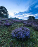Bloeiende heide.