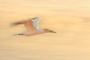 Speed