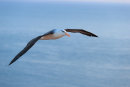 Albatros