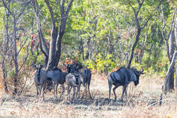Wildebeest