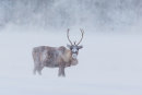 Sneeuwstorm