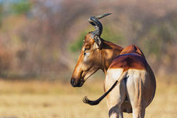 Hartebeest
