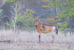 Hartebeest allert