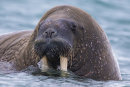 Walrus