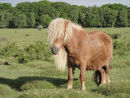 Shetland pony