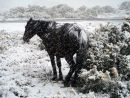 Pony in snowstorm