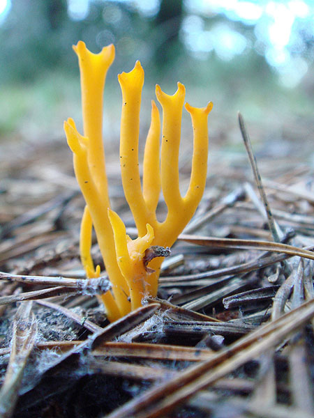 Yellow stag's-horn or jelly antler fungus