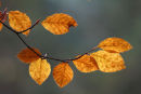 Coppery beech leaves