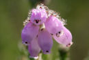 Cross-leaved heath