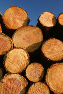 Freshly-cut logs