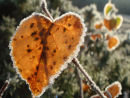 Frost on leaves