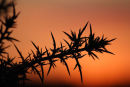 Gorse silhouette