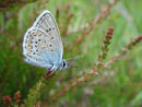 Silver-studded blue