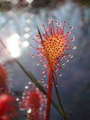 Sundew