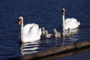 Swans with cygnets