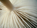 Toadstool gills