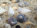 Top shells and netted dog whelks