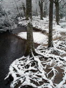 Tree roots in snow