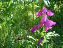 Wild gladiolus