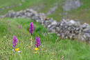 Early purple orchids