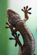 Gecko