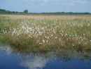Cottongrass