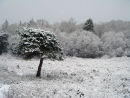 Tree in snow