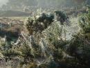 Webs on gorse