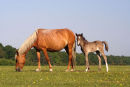 Pony and foal