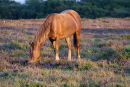 Pony grazing heath