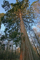 Giant sequoia