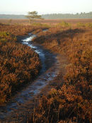 Path across heath