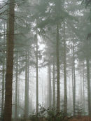 Misty pines