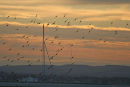 Black-tailed godwits at sunrise