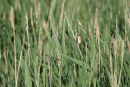 Reed warbler
