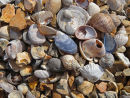 Shells