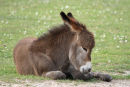 Donkey foal