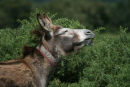 Donkey eating gorse