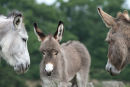 Donkeys